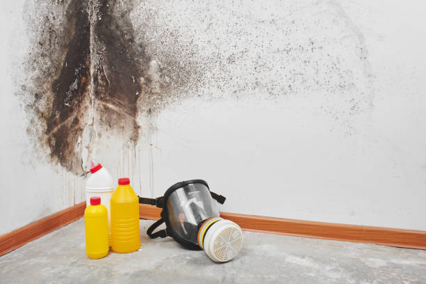Best Emergency Mold Removal  in Bellows Falls, VT