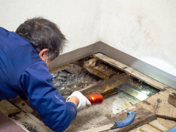Best Same-Day Mold Removal  in Bellows Falls, VT
