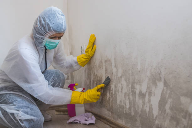 Best Toxic Mold Removal  in Bellows Falls, VT