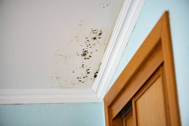 Best Local Mold Removal Service  in Bellows Falls, VT