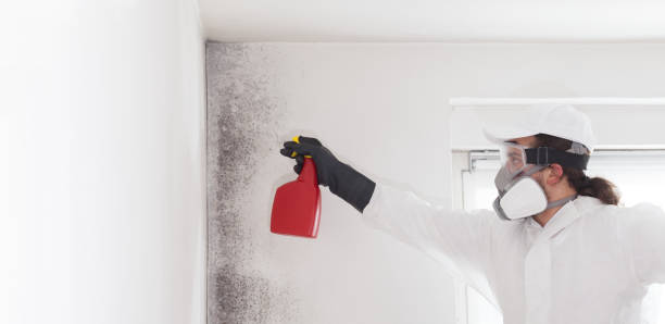 Best Residential Mold Removal  in Bellows Falls, VT