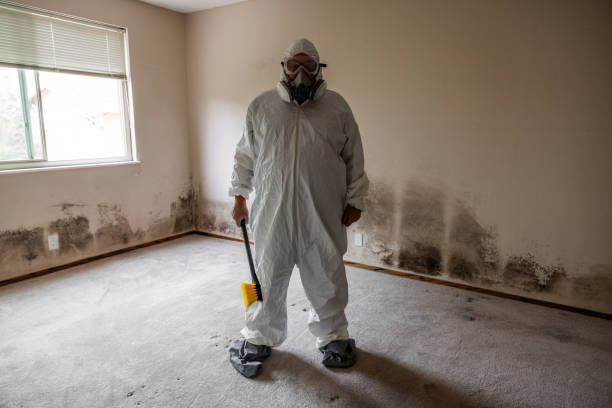 Attic Mold Removal in Bellows Falls, VT