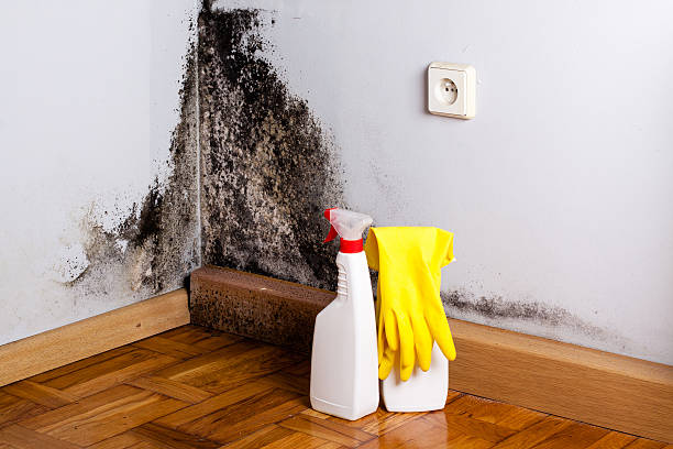 Best Residential Mold Removal  in Bellows Falls, VT