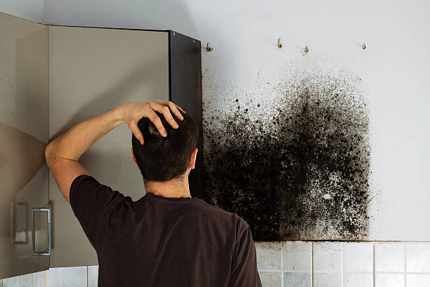 Best Affordable Mold Removal  in Bellows Falls, VT