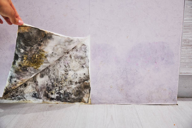 Best Attic Mold Removal  in Bellows Falls, VT